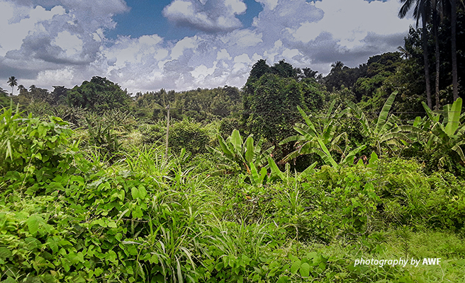 Mchombe River After Restoration 