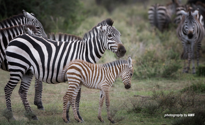 Young zebra