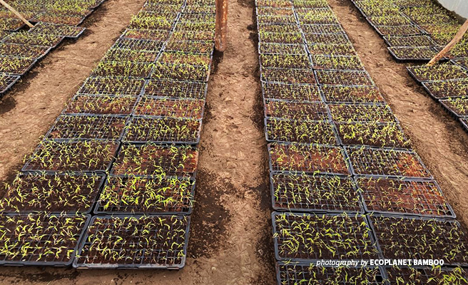 Bamboo wildings delivered to Rwanda for ecological restoration