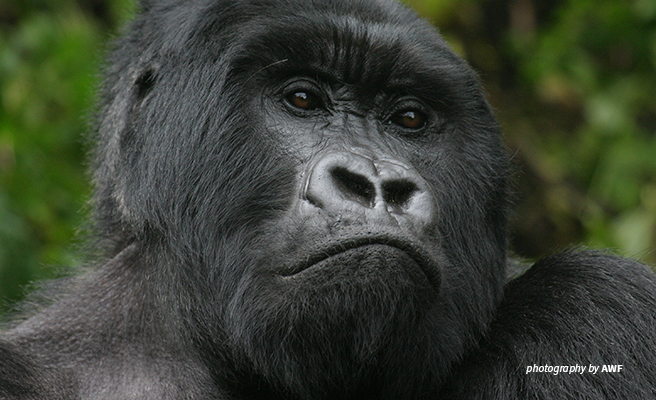 RAFIKI - SILVERBACK GORILLA