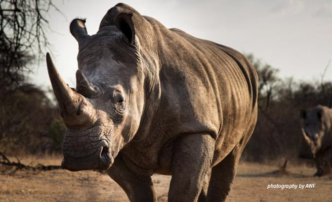 AN AFRICAN RHINO