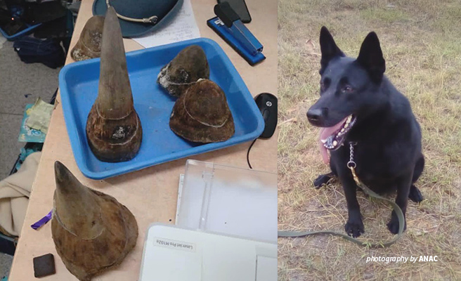 Photo of wildlife contraband intercepted by AWF-trained detection canines