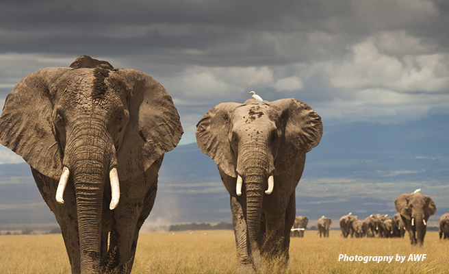 ELEPHANTS WALKING THROUGH THE SAVANNAH