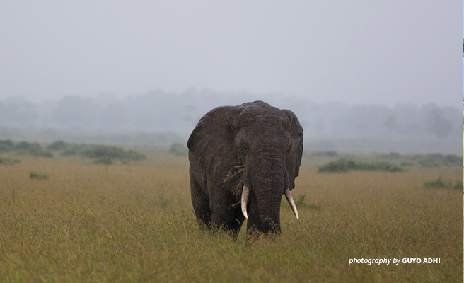 Elephant in Maasai Mara