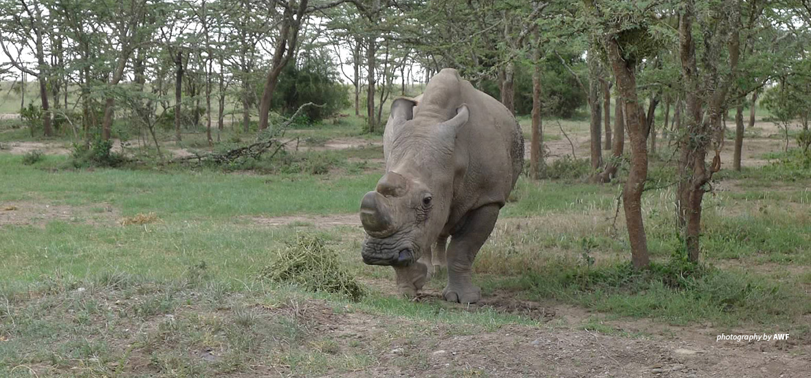 Northern white rhino in Ol Pejeta Conservancy