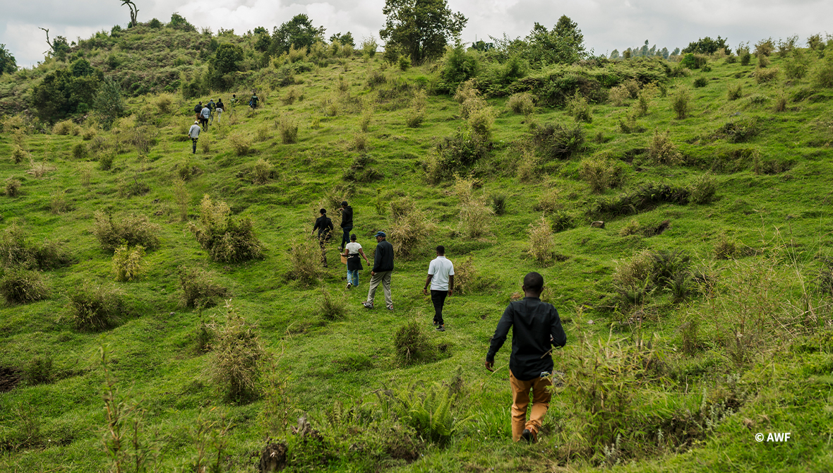 People walking in a green landscape.