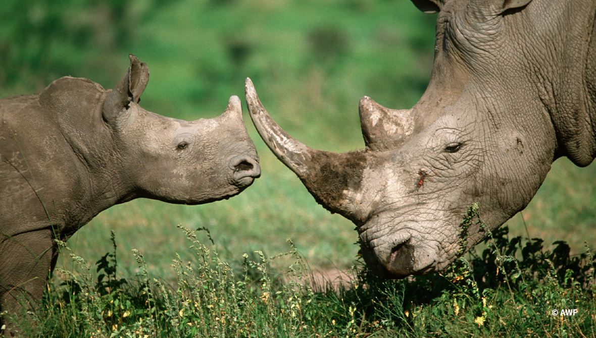 Rhinos in the African Savannah