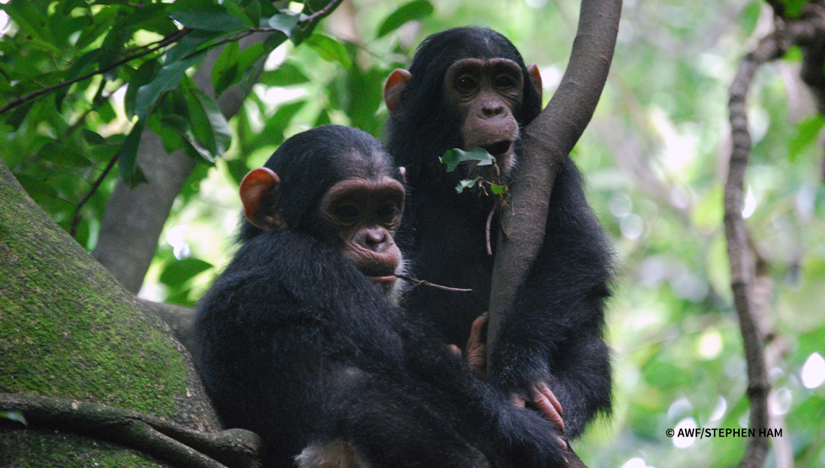 Chimpanzees in a tree.