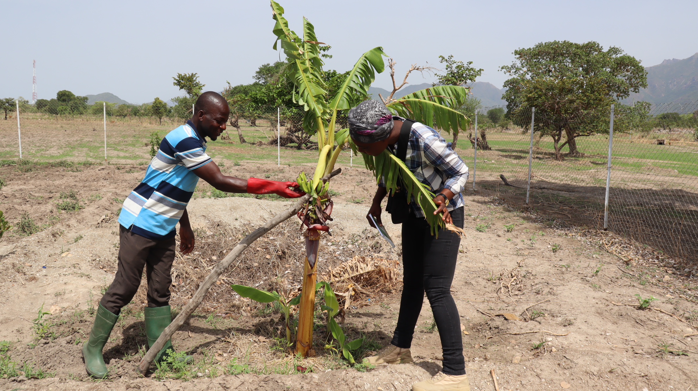 Moussa Abdoulaye showing off the first plantain he was able to produce