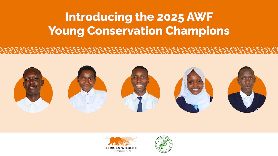 Graphic showing five youths. Text reads: "Introducing the 2025 AWF Young Conservation Champions."