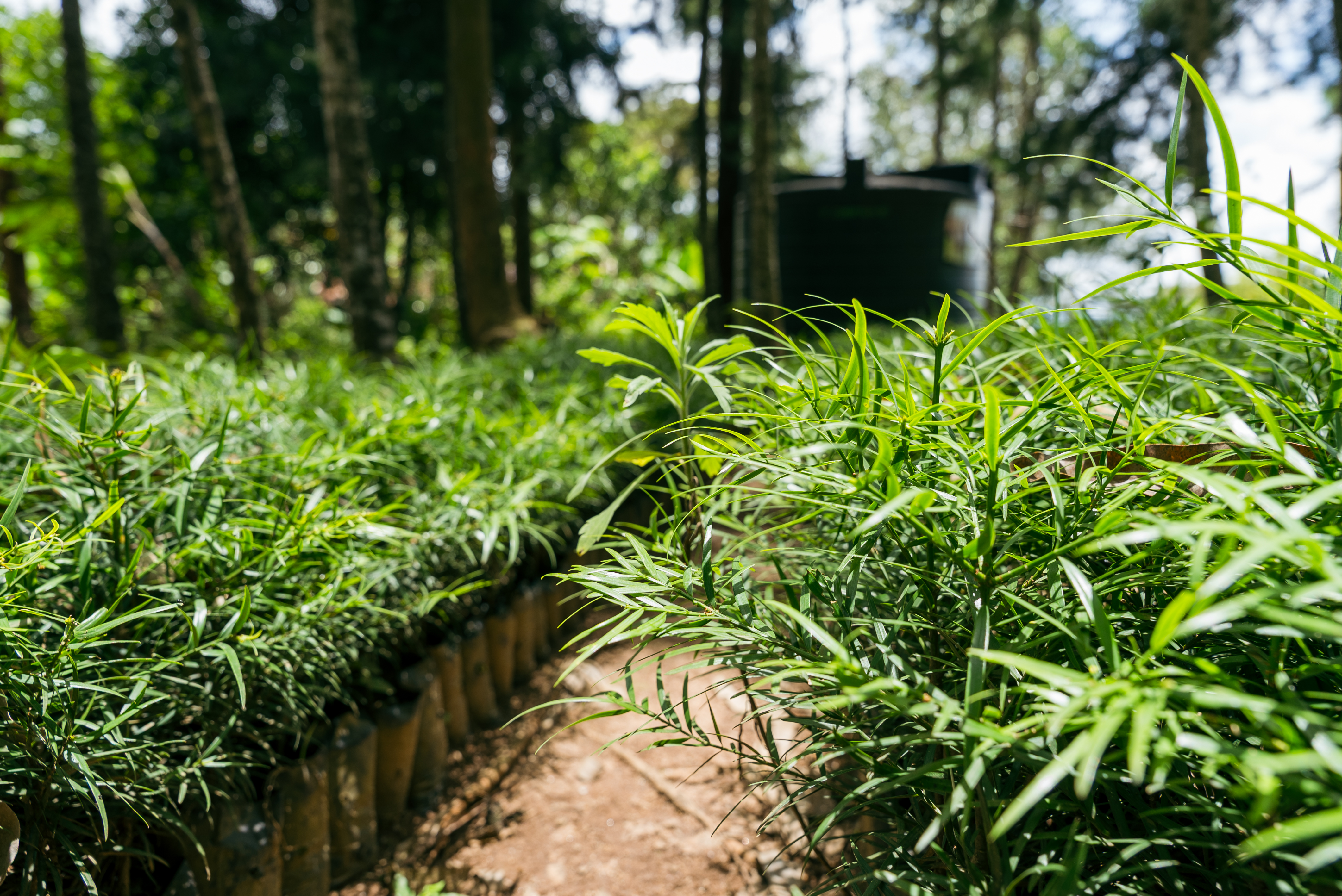 Rows of thriving, green tree seedlings planted outside.