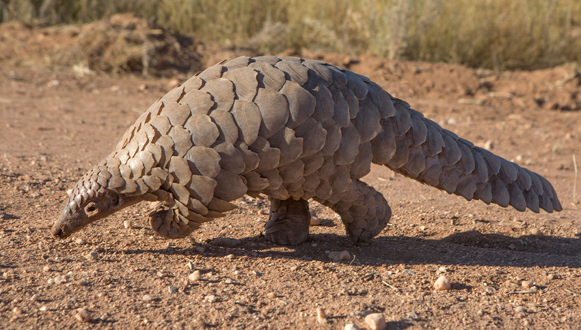 A pangolin walking.