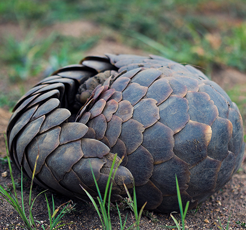 A pangolin rolled up in a ball.