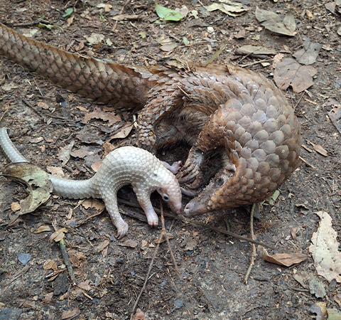 A small, white baby pangolin with its tan mother.