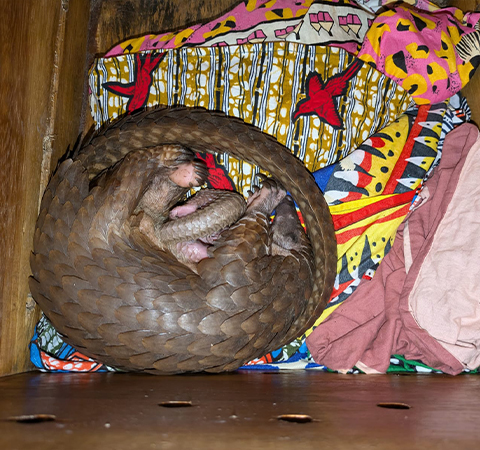 A pangolin rolled up in a ball on a bed of blankets.