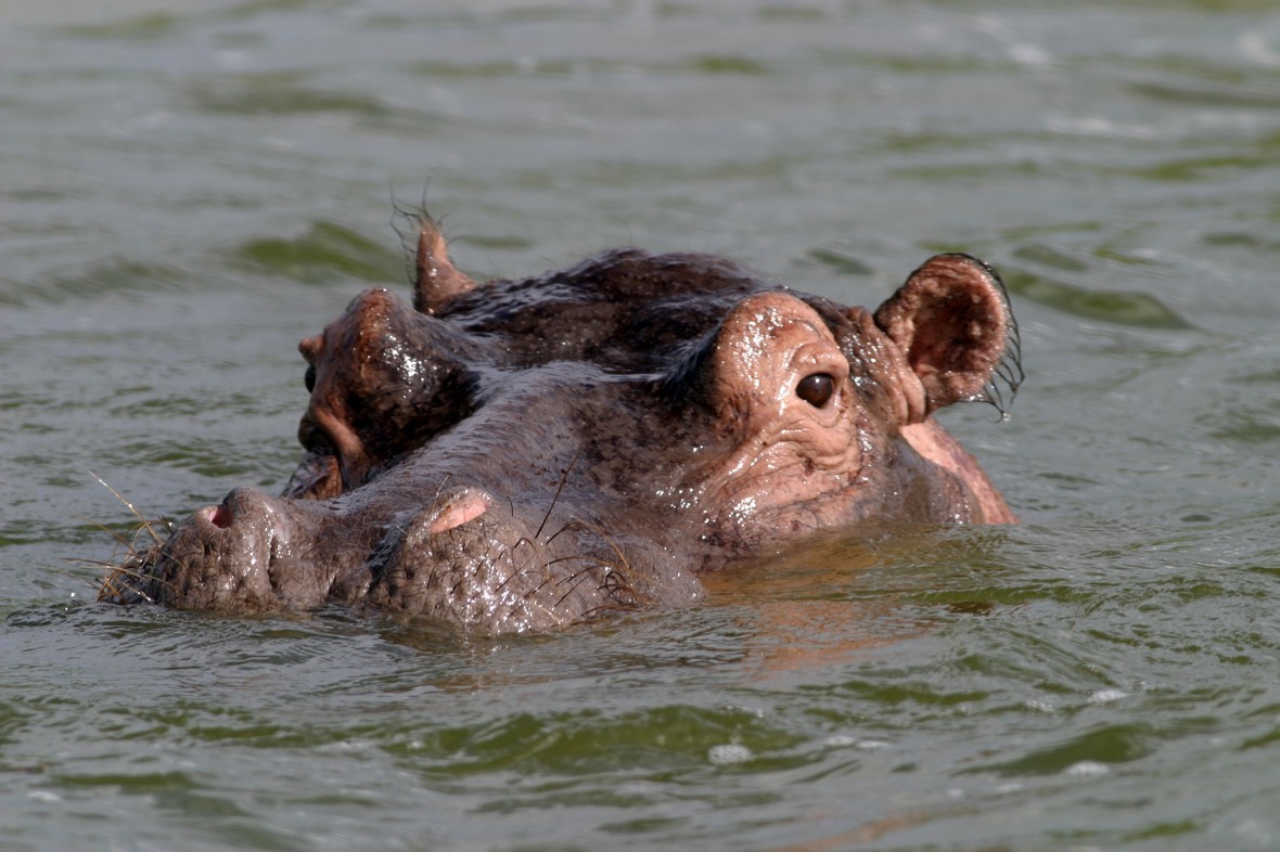 A hippo's head emerges from the water.