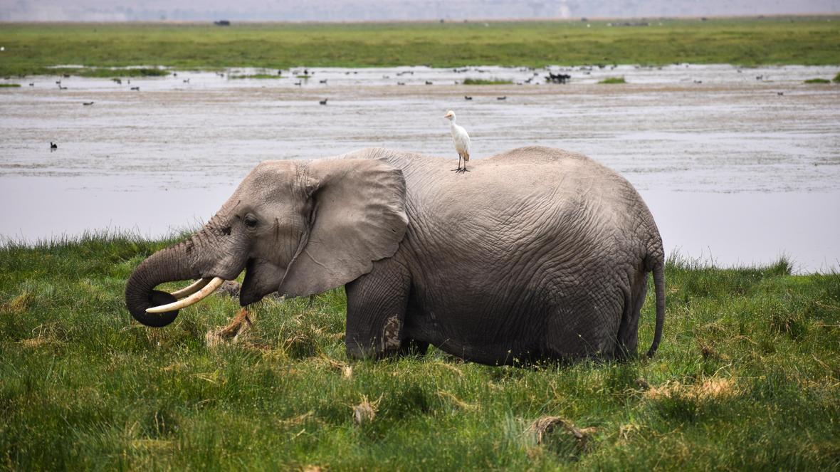 An elephant basks in water with a bird on its back.