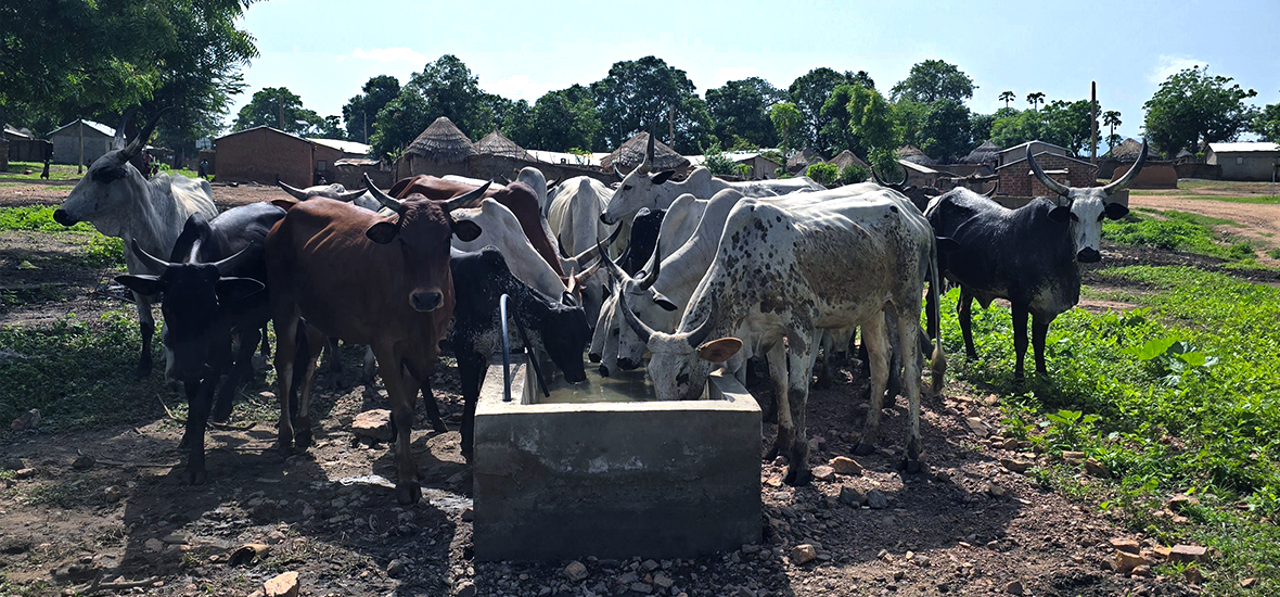 Cattle drinking from water reservoirs in Tchamba, Faro Landscape.