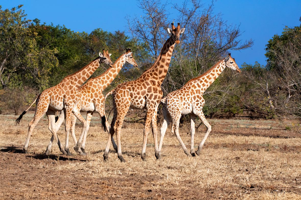 A group of giraffes.