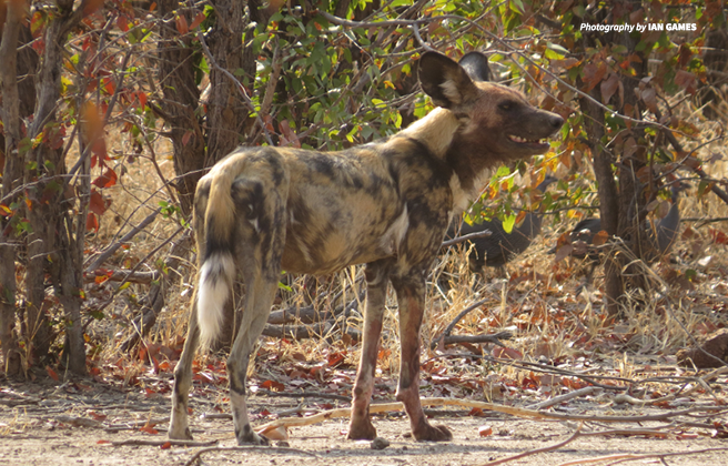 Photo of an African wild dog in Zimbabwe's Hwange National Park.