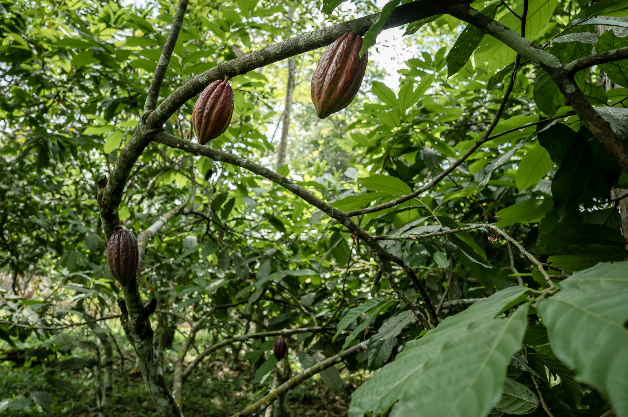 Cocoa plant – Dja, Cameroon.
