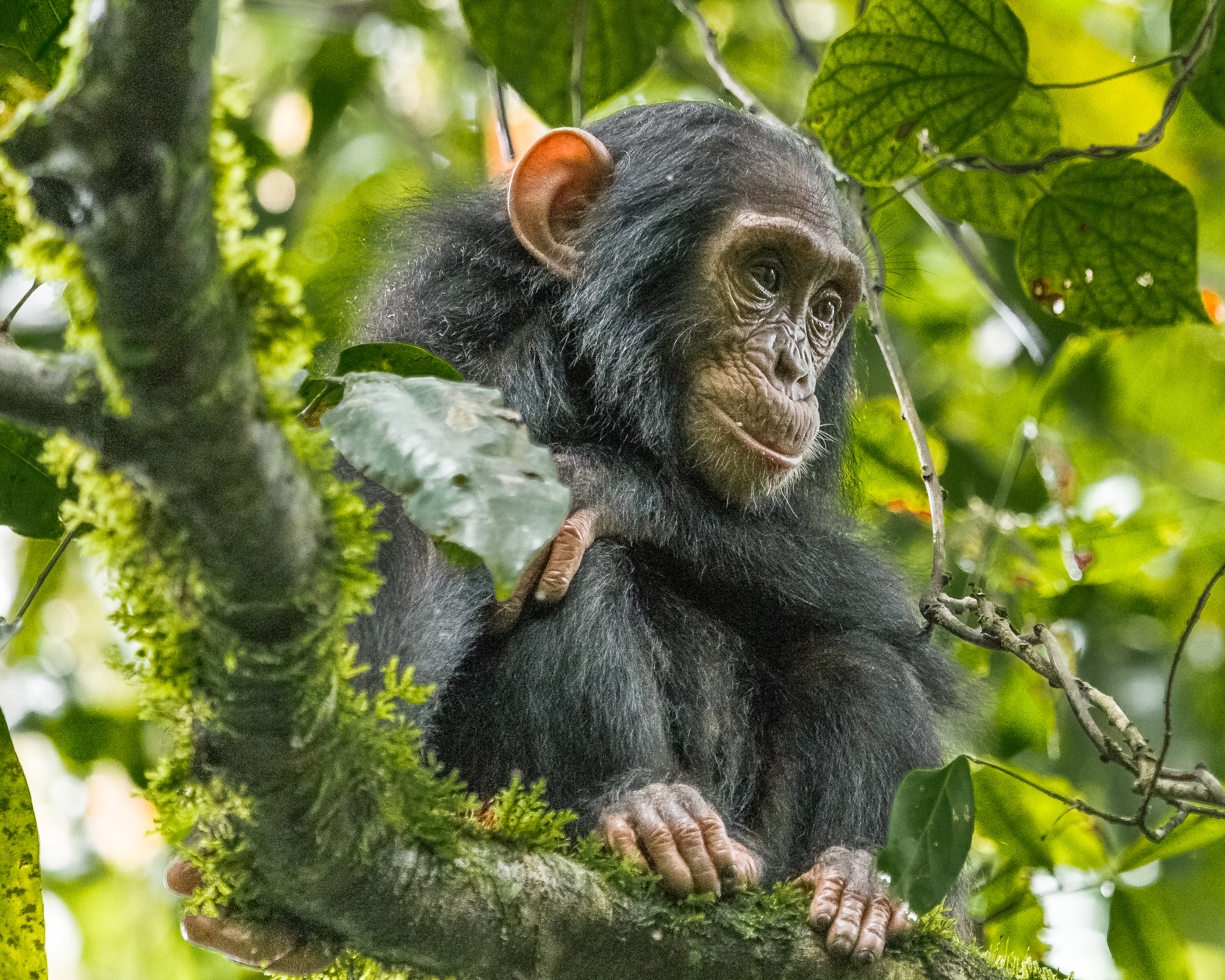 Chimpanzee baby on a tree 
