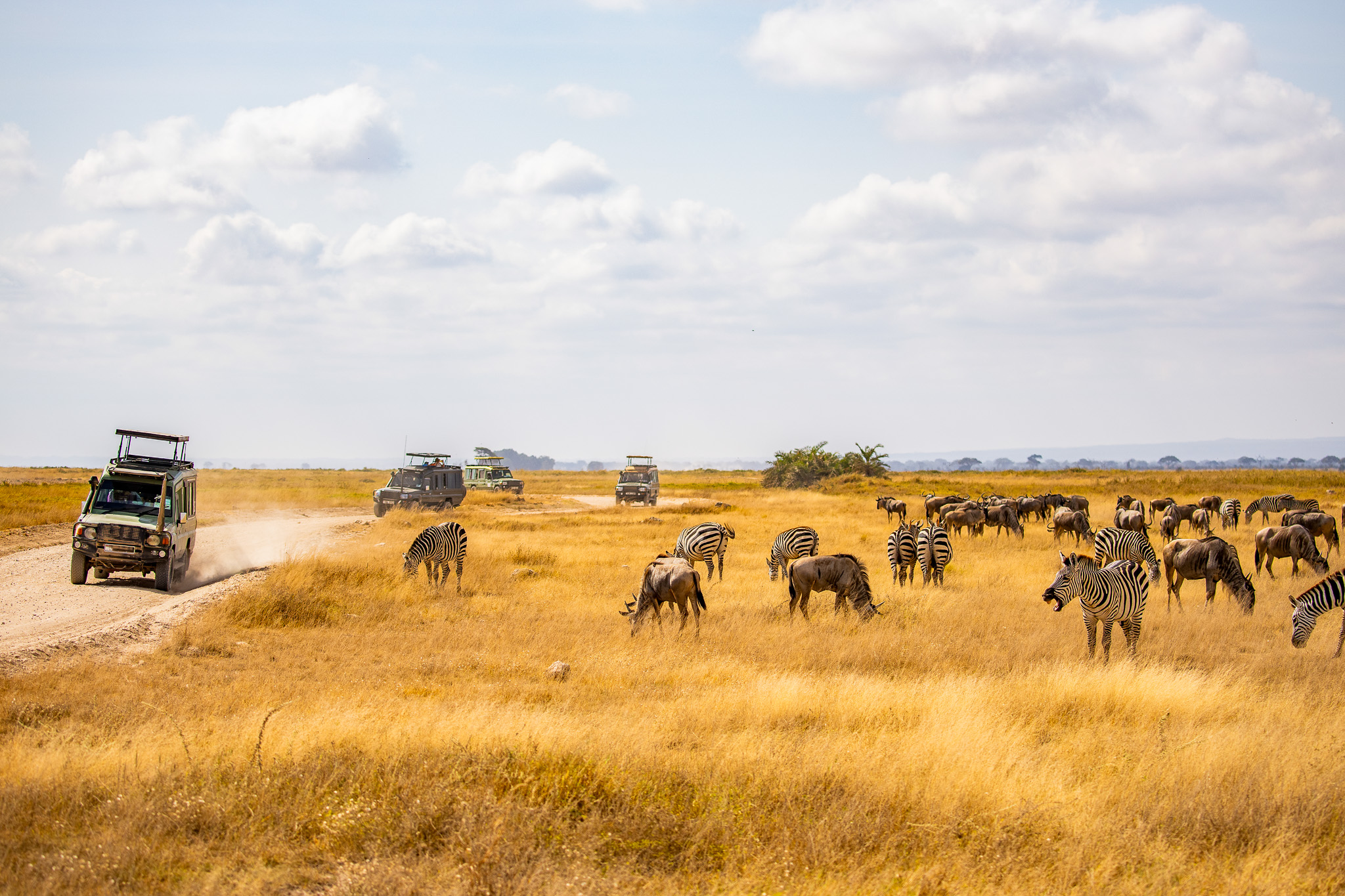 Tour vehicles viewing Wildlife in Amboseli National Park