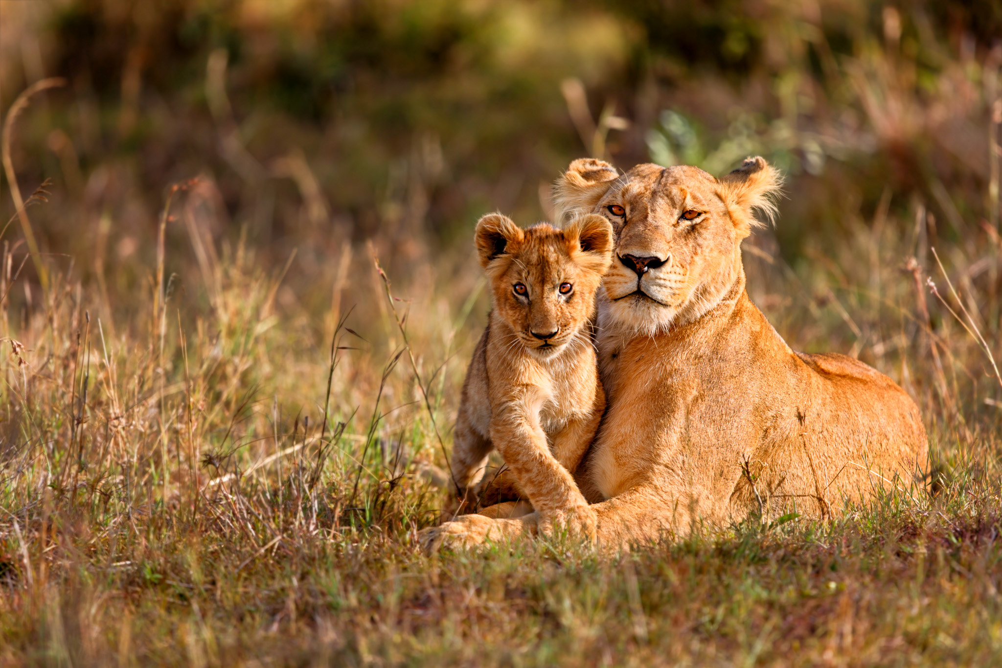 Lion mother of Notches Rongai Pride with cub in Masai Mara, Kenya
