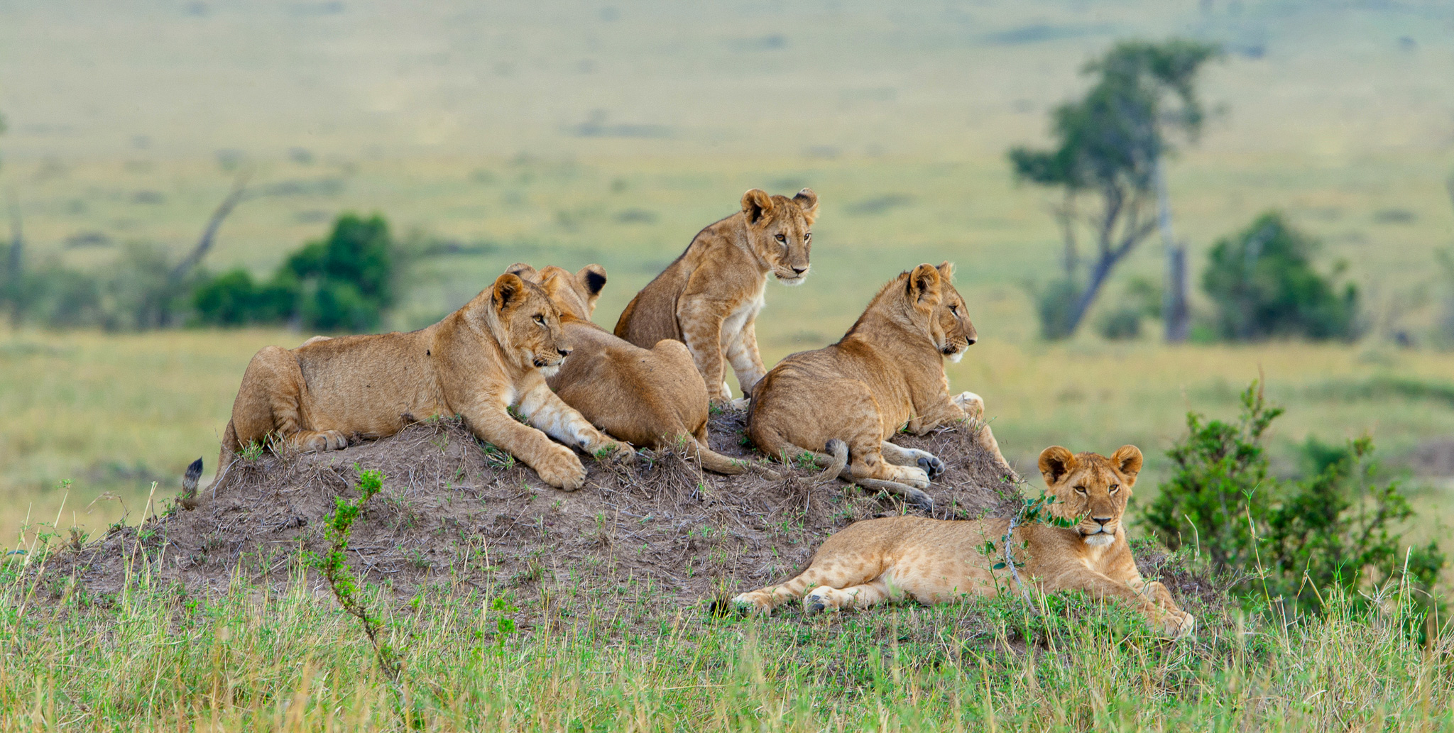 Group of young lions on the hill. The lion (Panthera leo nubica), known as the East African or Massai Lion
