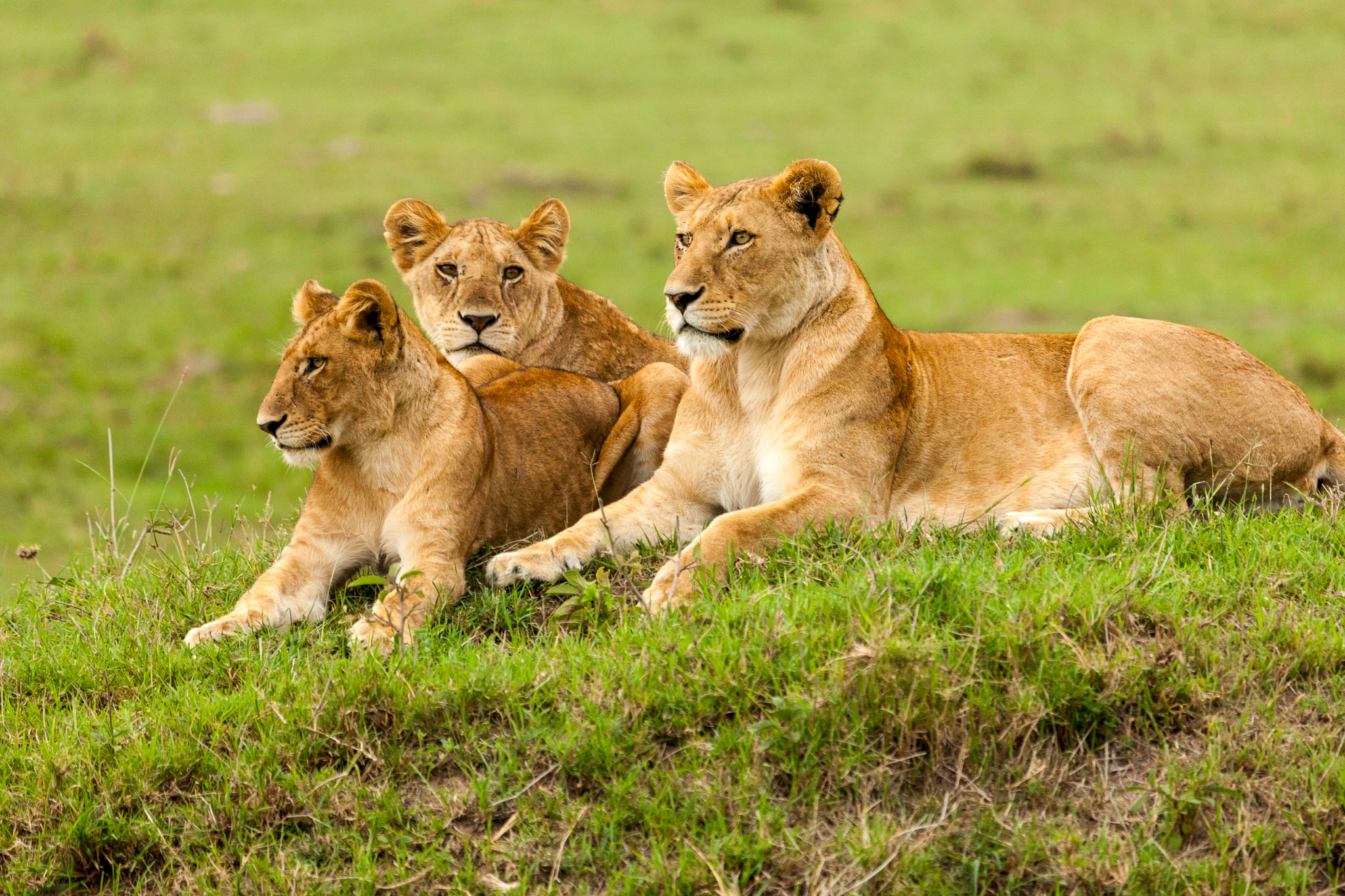 a pride of lions relaxing on the grasslands of the Maasai Mara