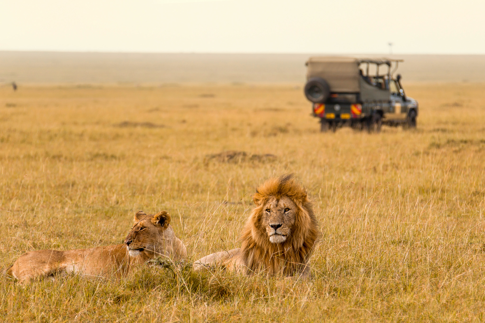 African lion couple and safari jeep in Kenya