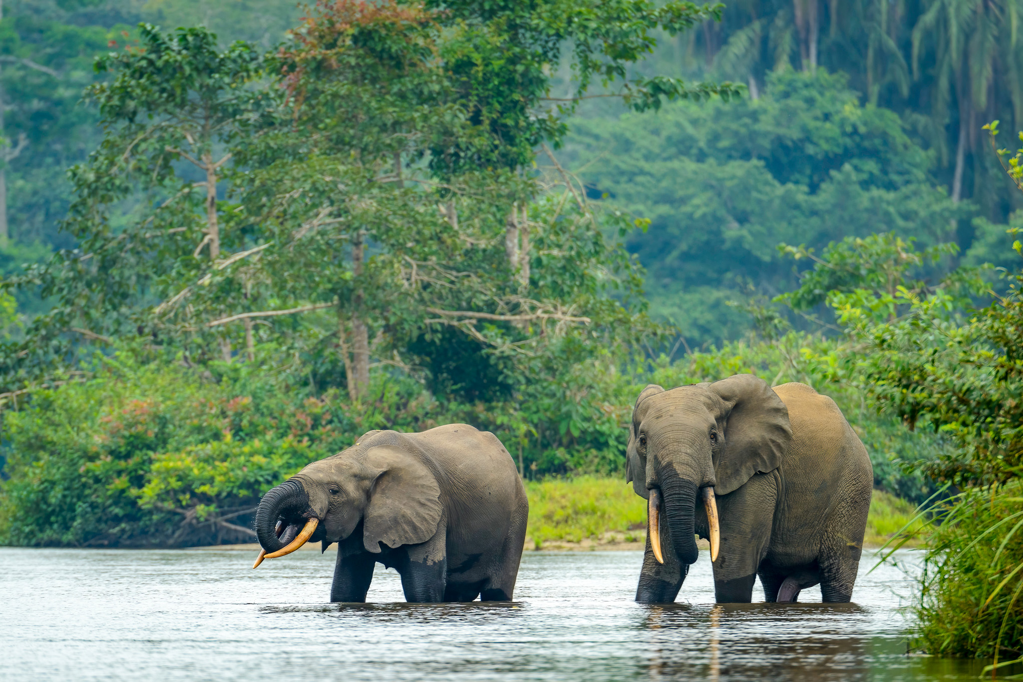 African forest elephants on the Lekoli River in the Republic of the Congo