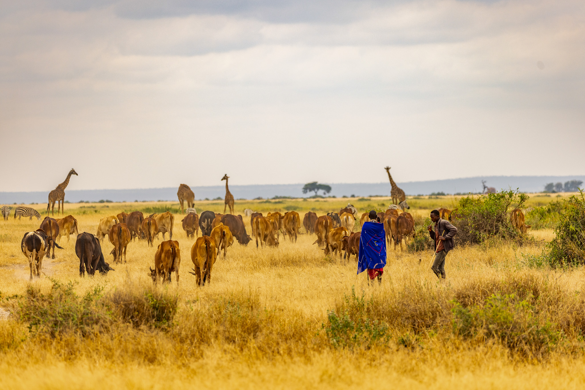 Livestock and Giraffes grazing in Amboseli National Park 