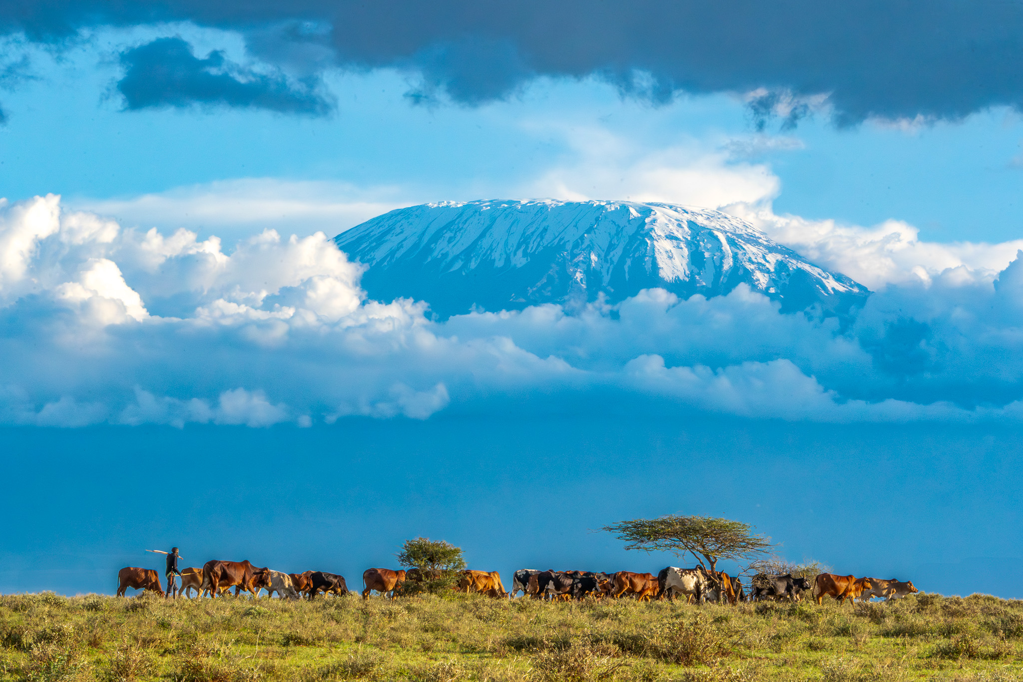 Livestock grazing in Amboseli National Park with Mount Kilimanjaro in the Background 