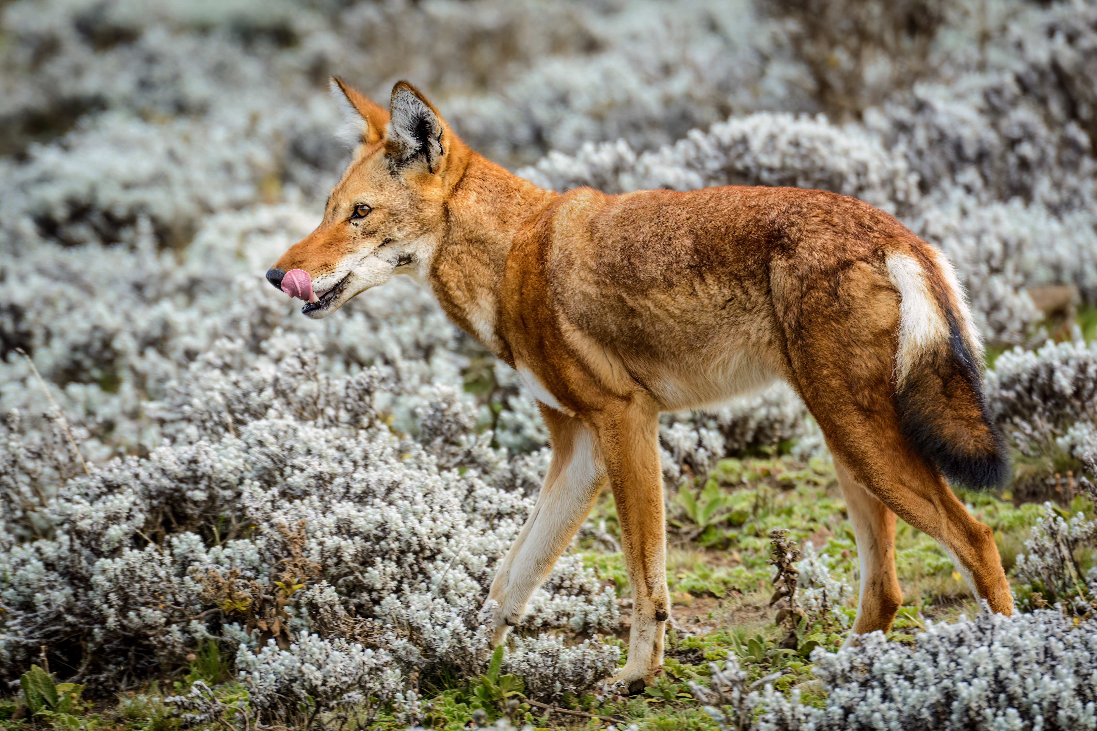 Ethiopian wolf also known as Abyssinian wolf, Simien wolf, Simien jackal, Ethiopian jackal, red fox, red jackal.