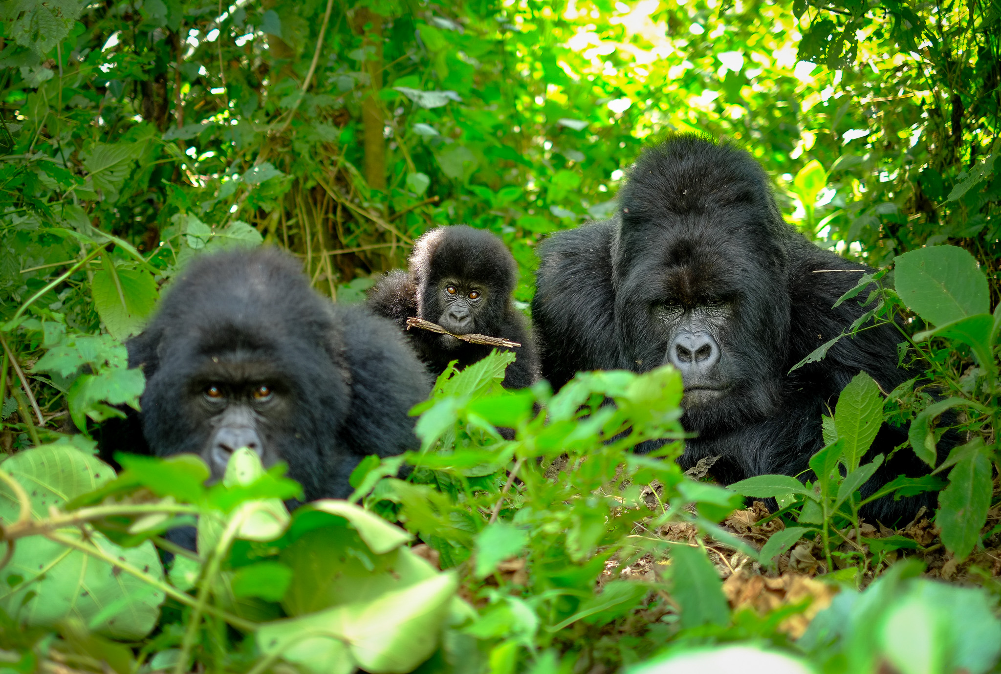 A family of mountain gorillas in Rwanda.