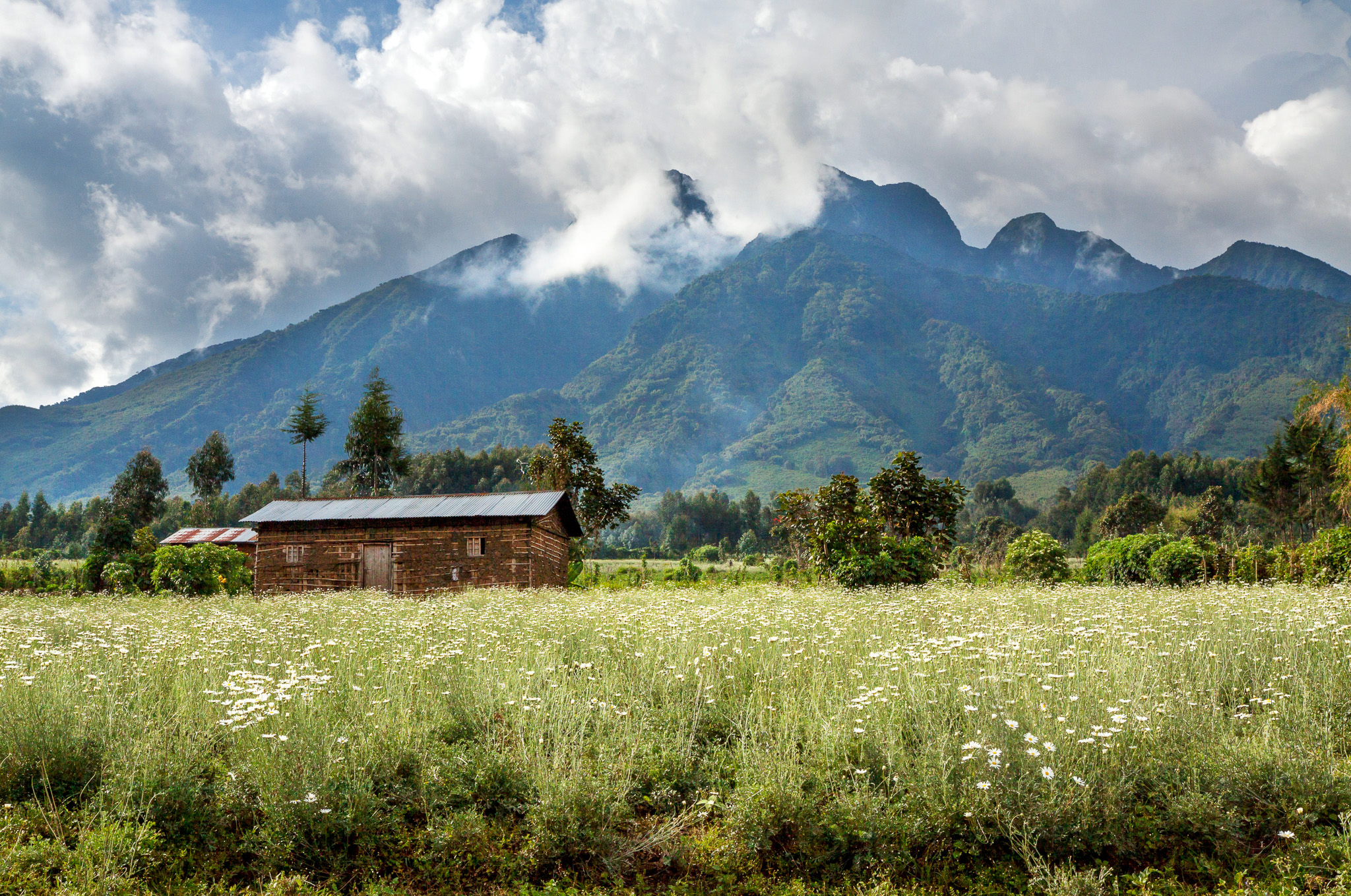 Volcanoes National Park landscape in Kinigi, Rwanda.