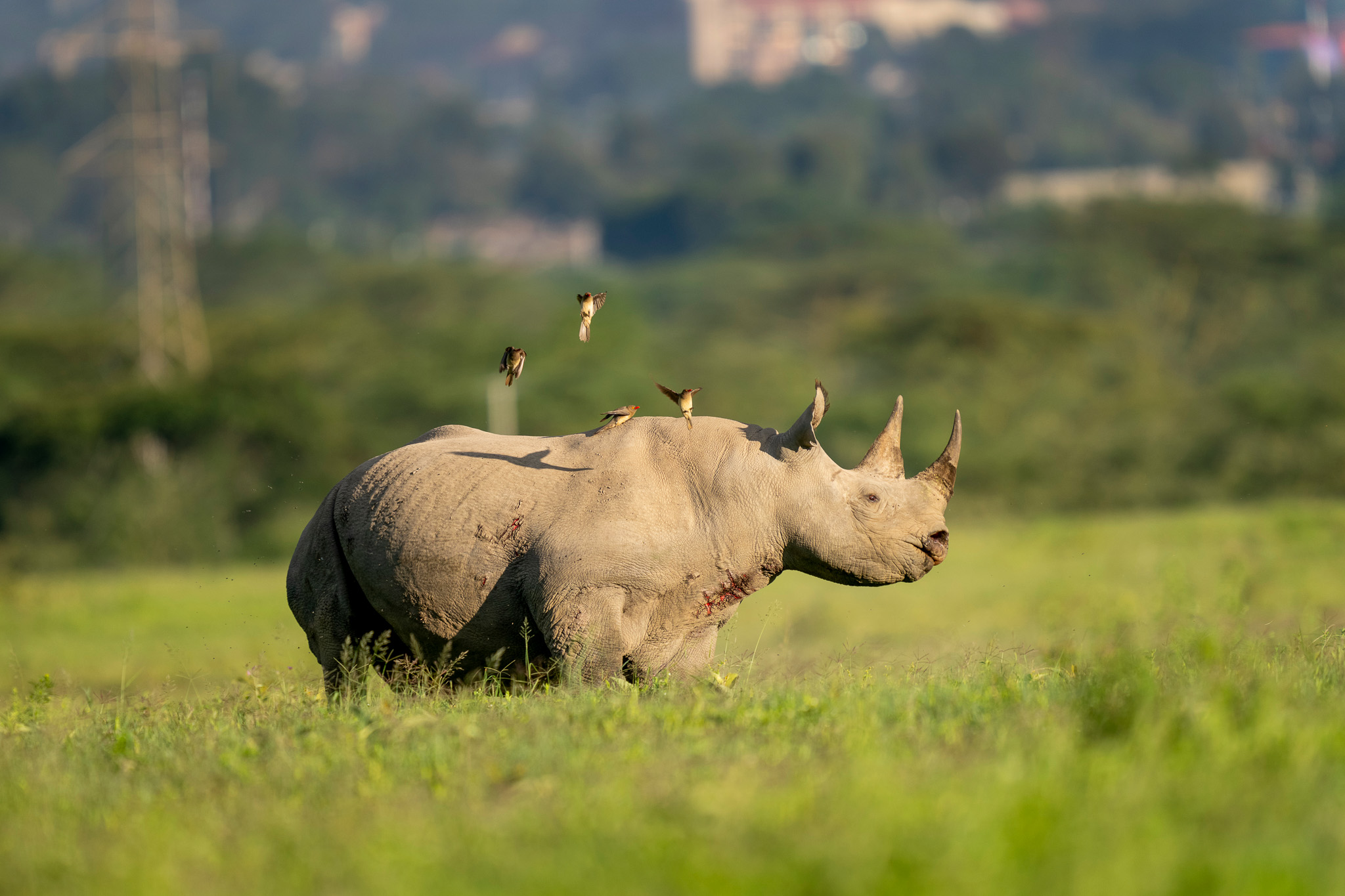Rhino with city skyline in the background.