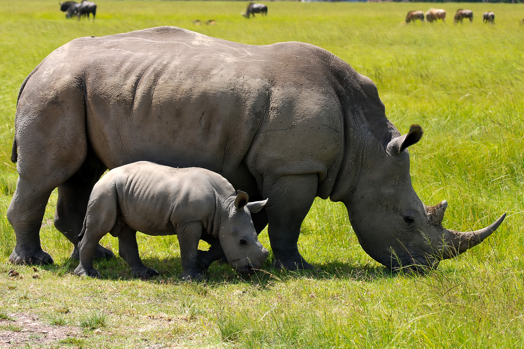 Rhino mom and baby grazing.