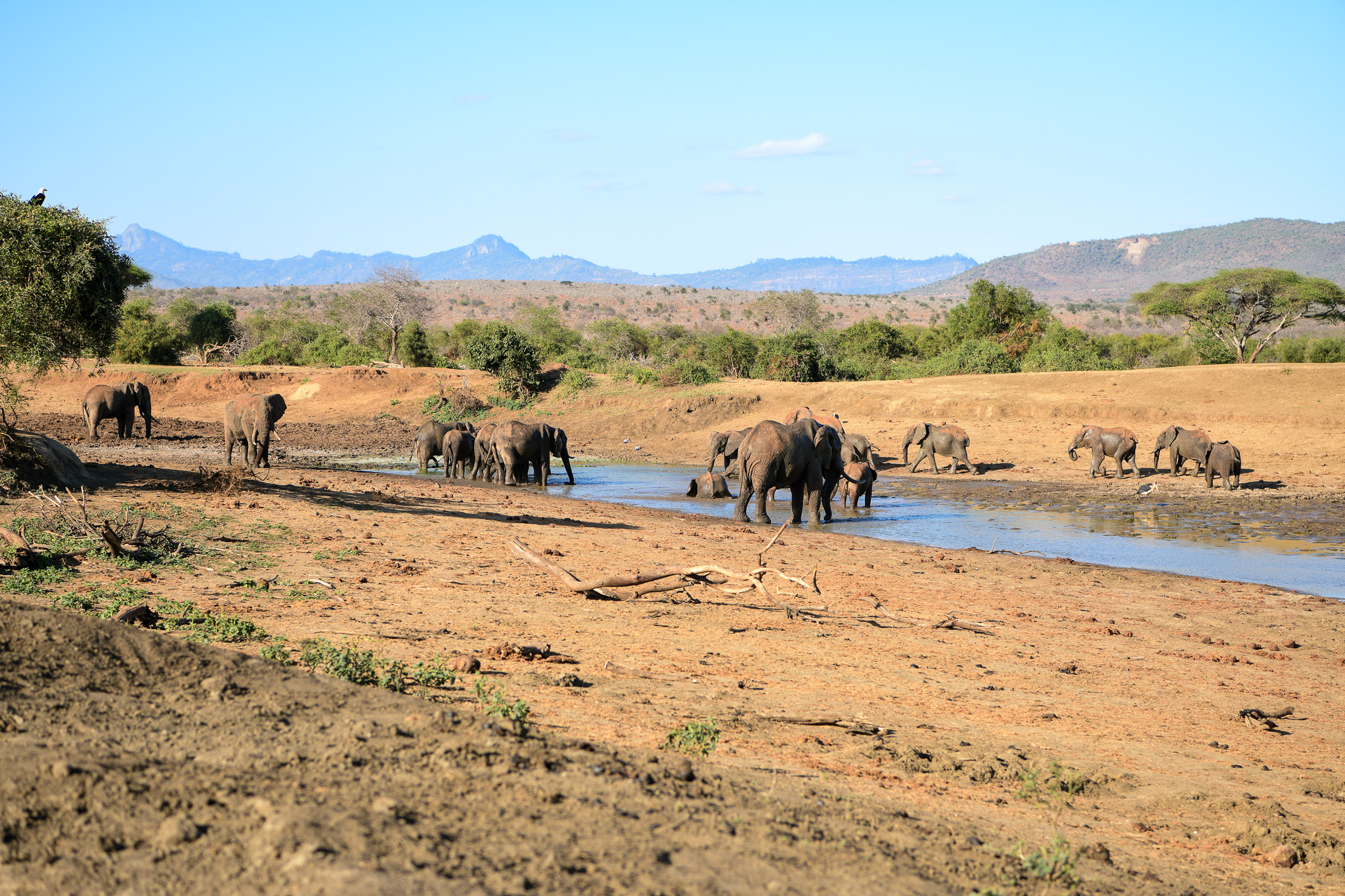 Elephants in Tsavo National Park at a watering hole.