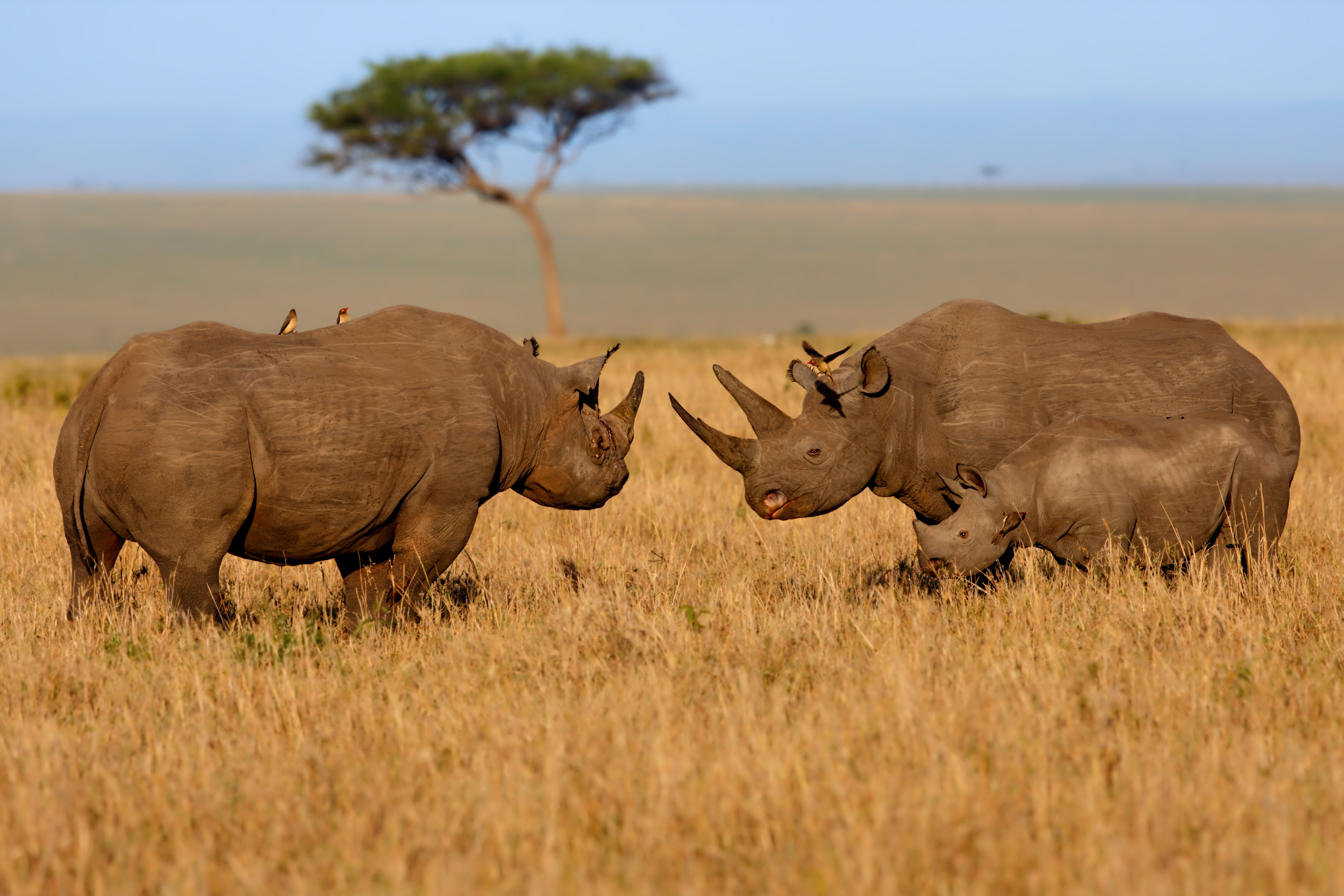 Black Rhino Family at sunrise in Maasai Mara, Kenya.