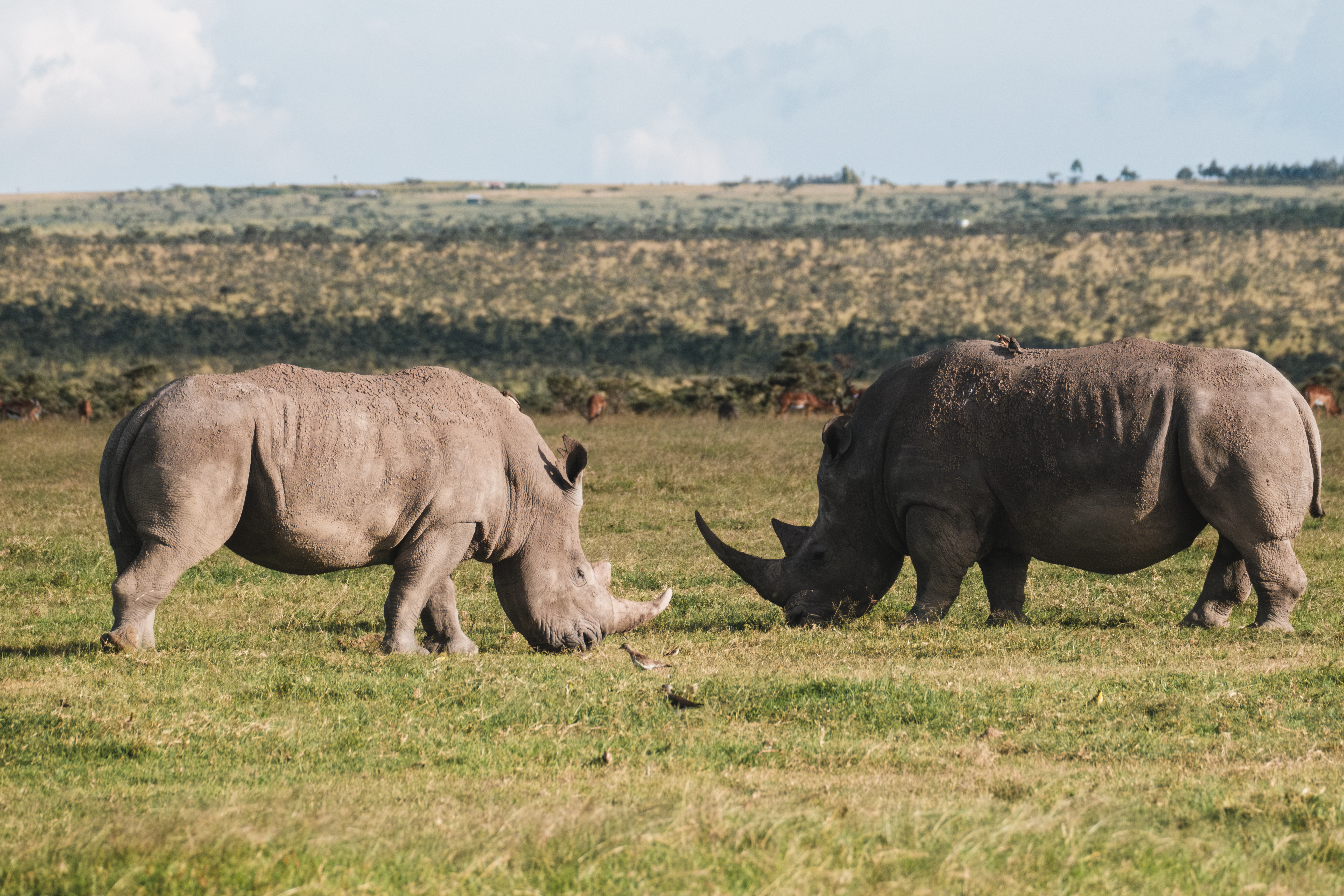 Pair of black rhinos grazing peacefully in Ol Pejeta Conservancy.