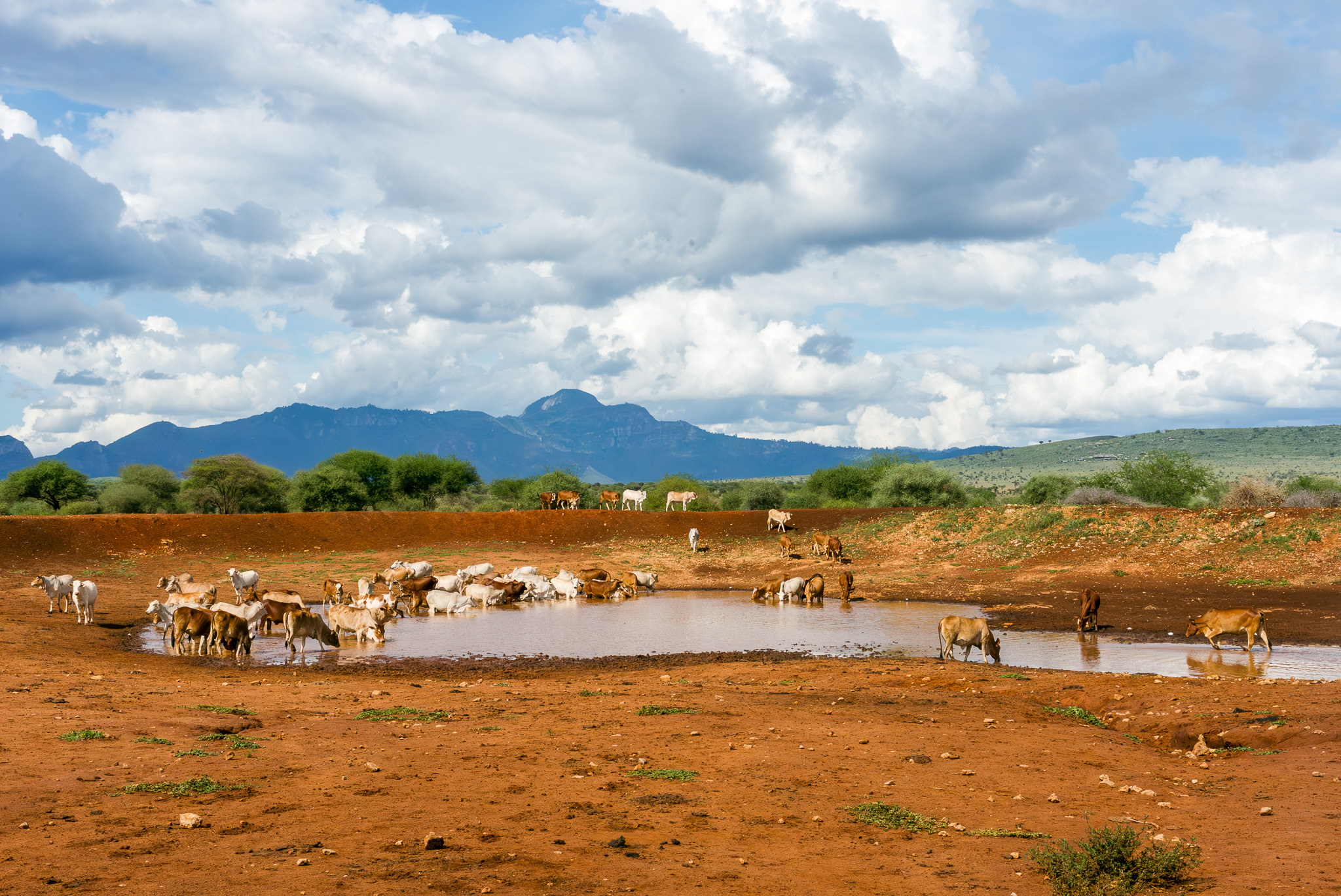A desilted water pan in Lumo Conservancy, serving as a vital water access point for wildlife and livestock.