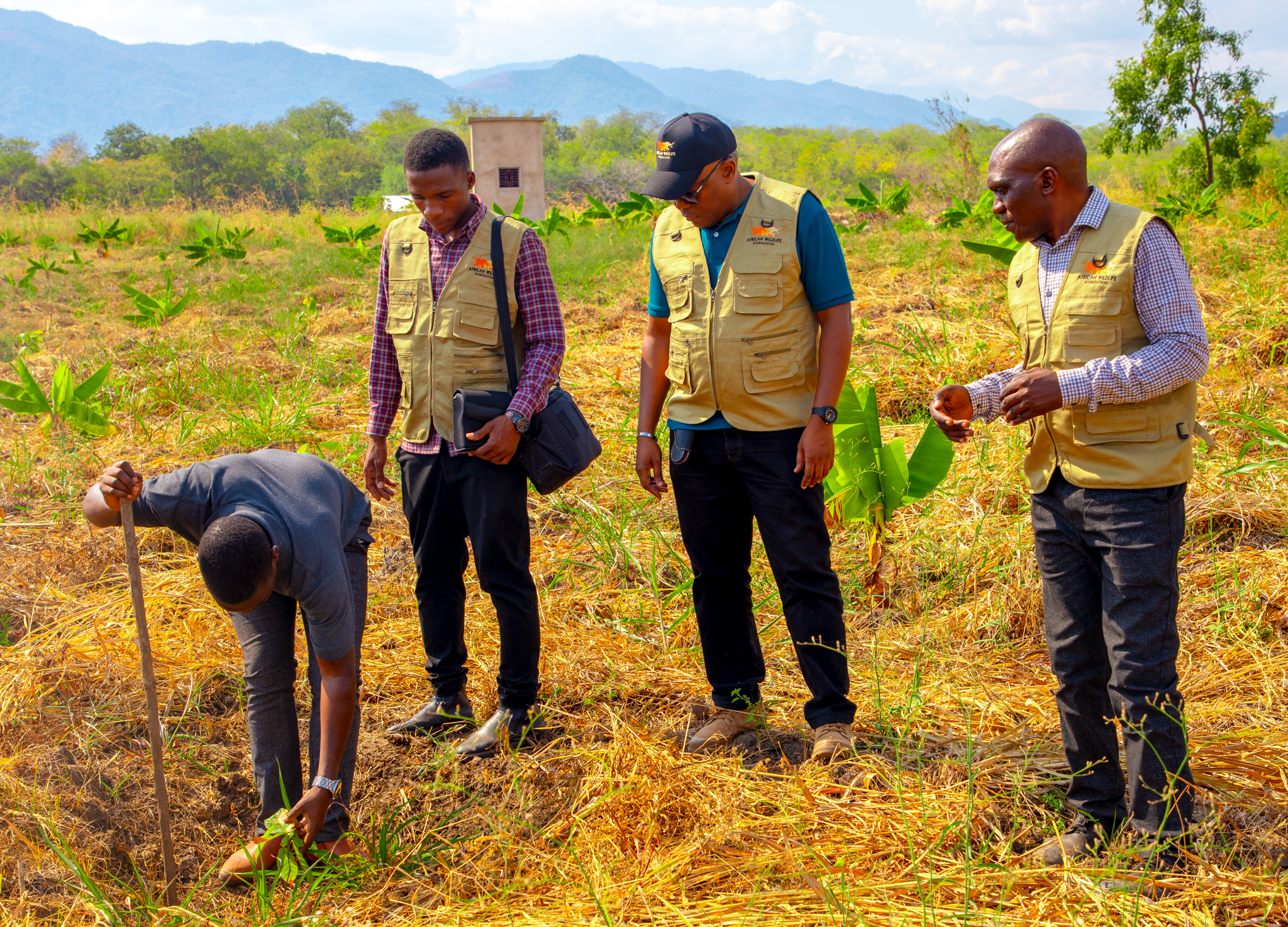 AWF and TARI teams review cocoa field trials at TARI–Ifakara, where research is being turned into practical, sustainable farming solutions for communities in the Kilombero Landscape.