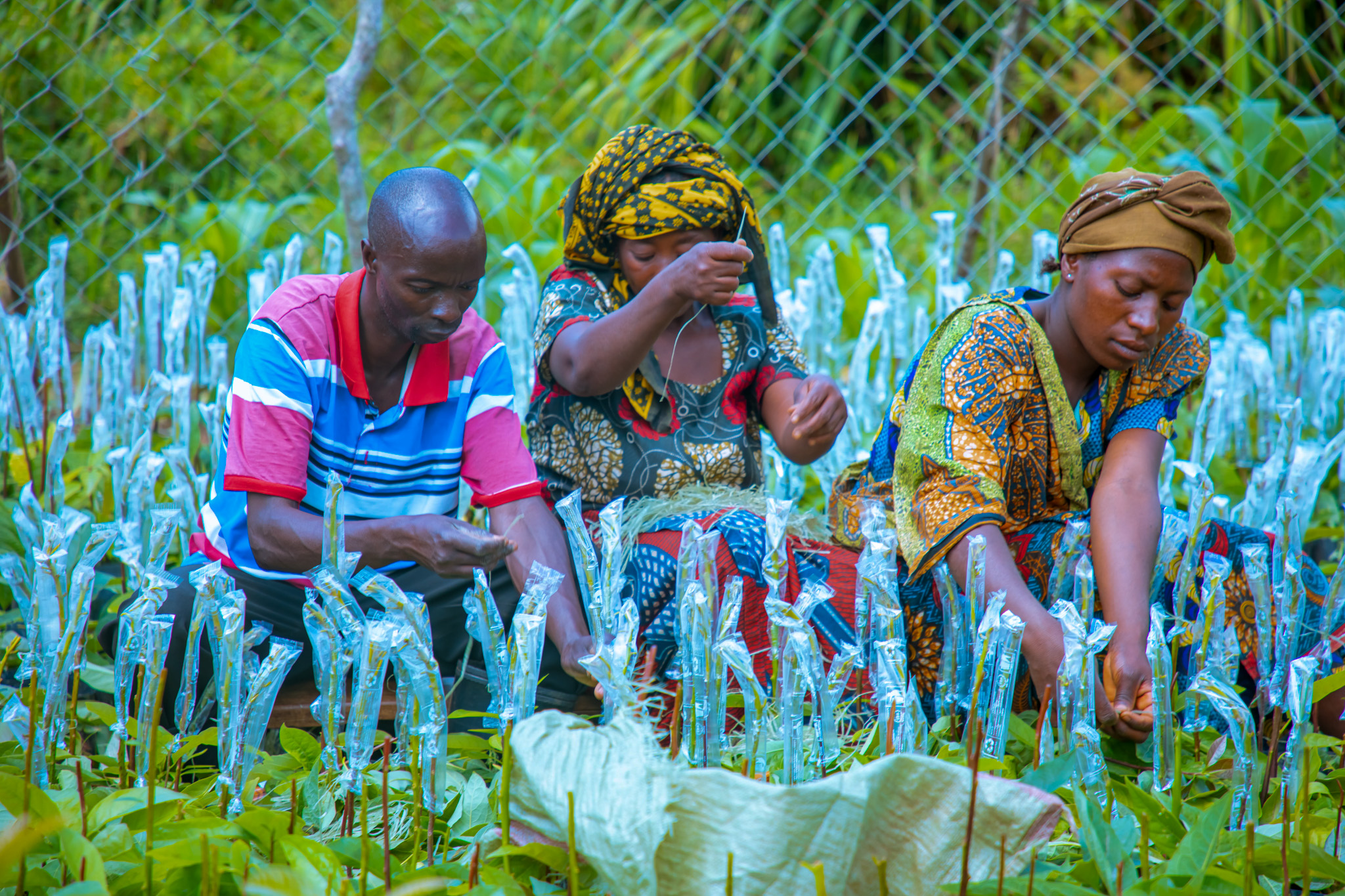 Community members in Tanzania’s Vidunda Sub-Catchment tend grafted avocado seedlings in an AWF-supported nursery, showcasing how modern agroforestry techniques are strengthening climate-resilient, sustainable livelihoods.