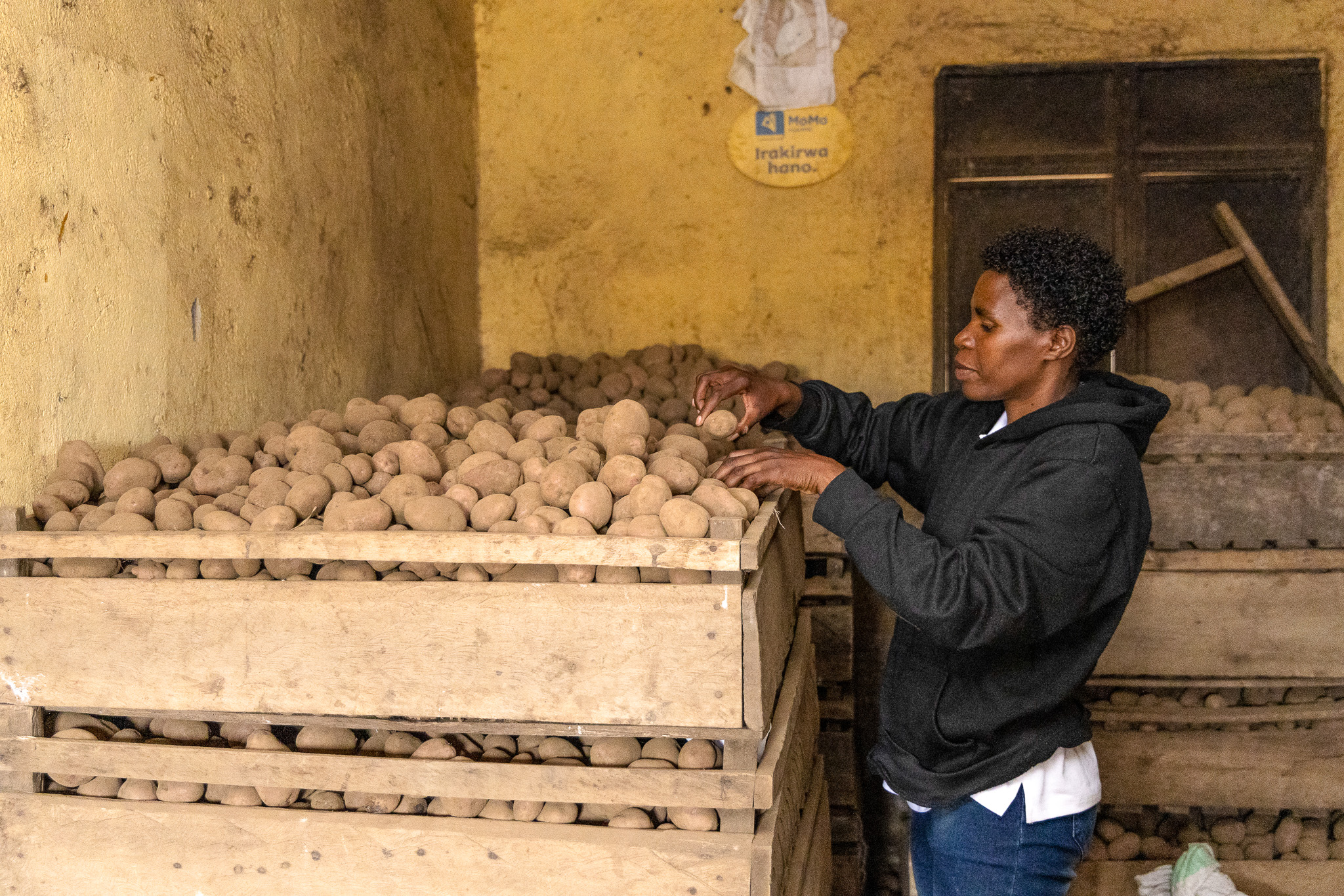 Agnes sorts and stores potatoes for wholesale.