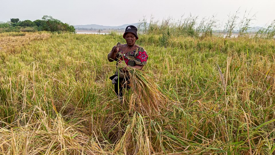 Aminatou Koffa harvesting rice, with the surrounding mountains forming a quiet backdrop to her work.