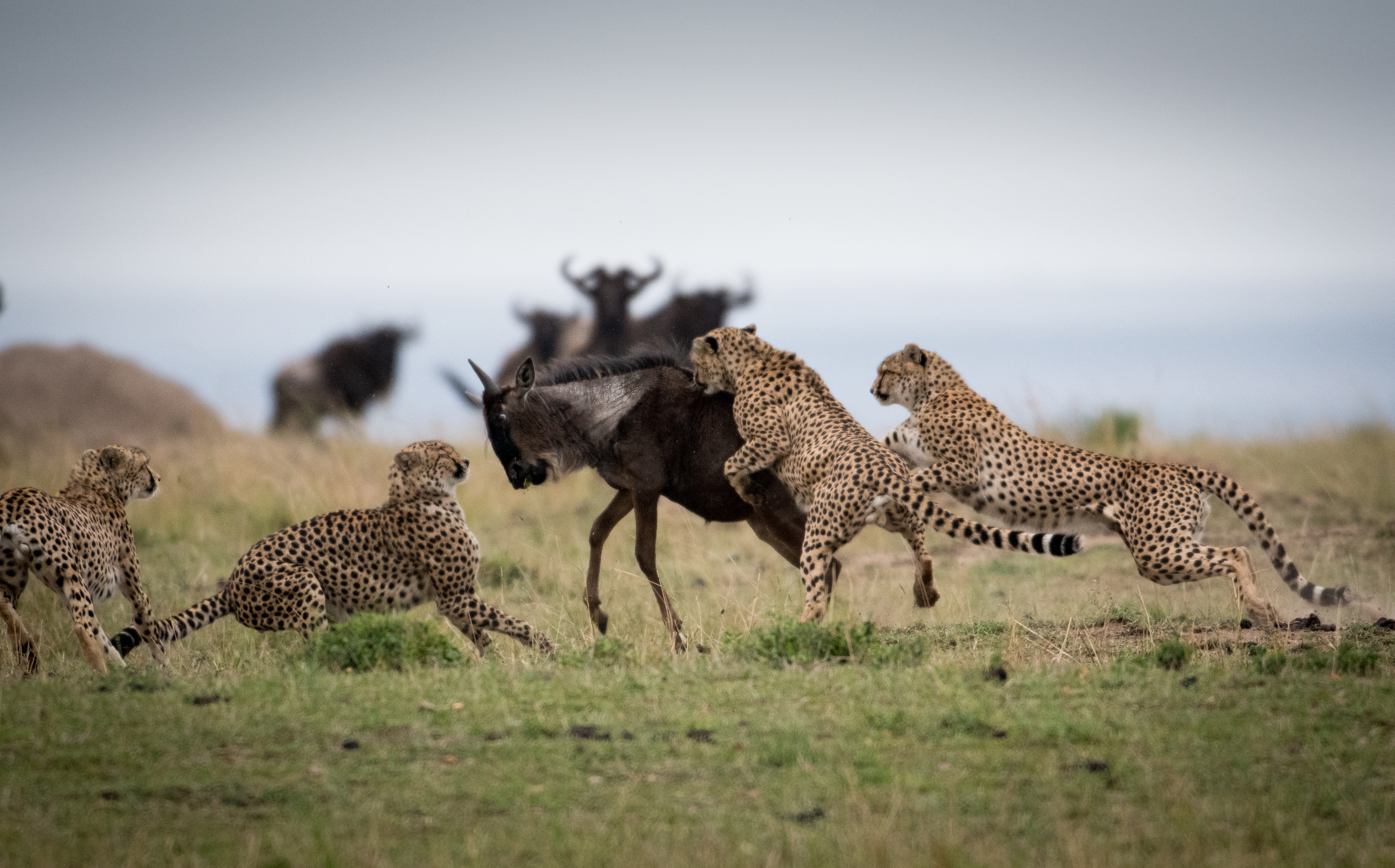 A coalition of cheetahs attacking a wildebeest in the African savanna.