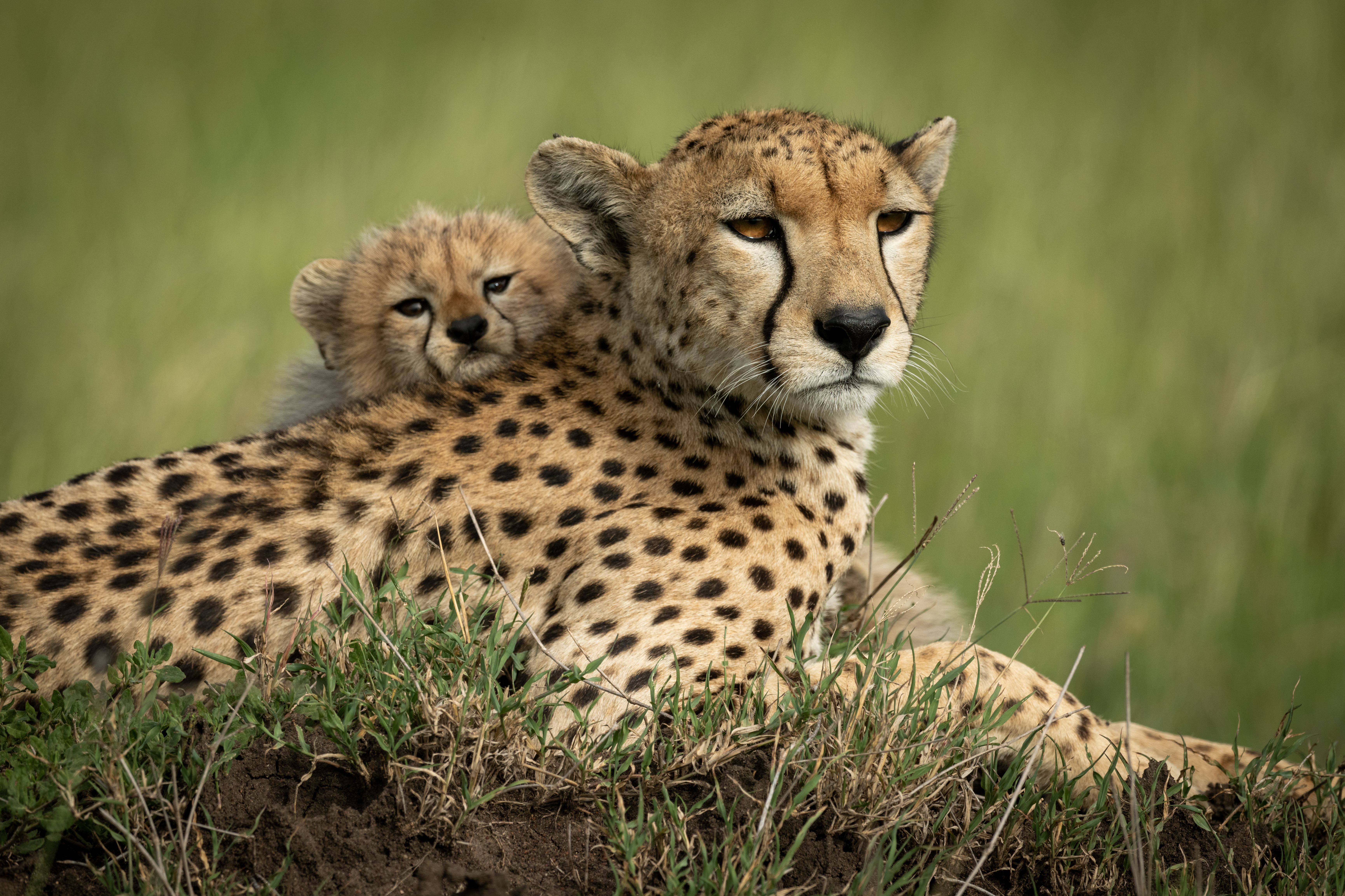 Close-up of cub on back of cheetah.
