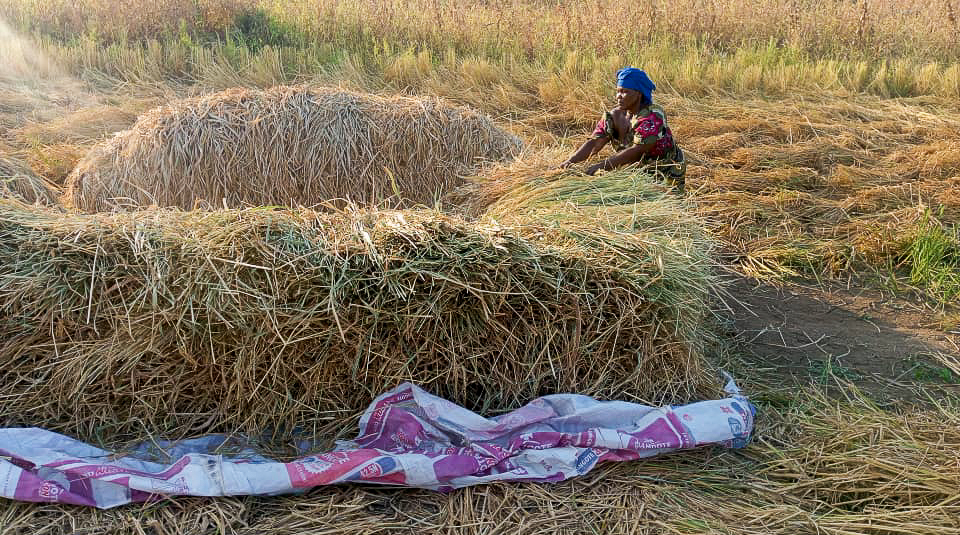 Aminatou Koffa showcases her rice harvest against a backdrop of open fields and distant mountains, reflecting resilience, self-reliance, and pride in rural livelihoods.